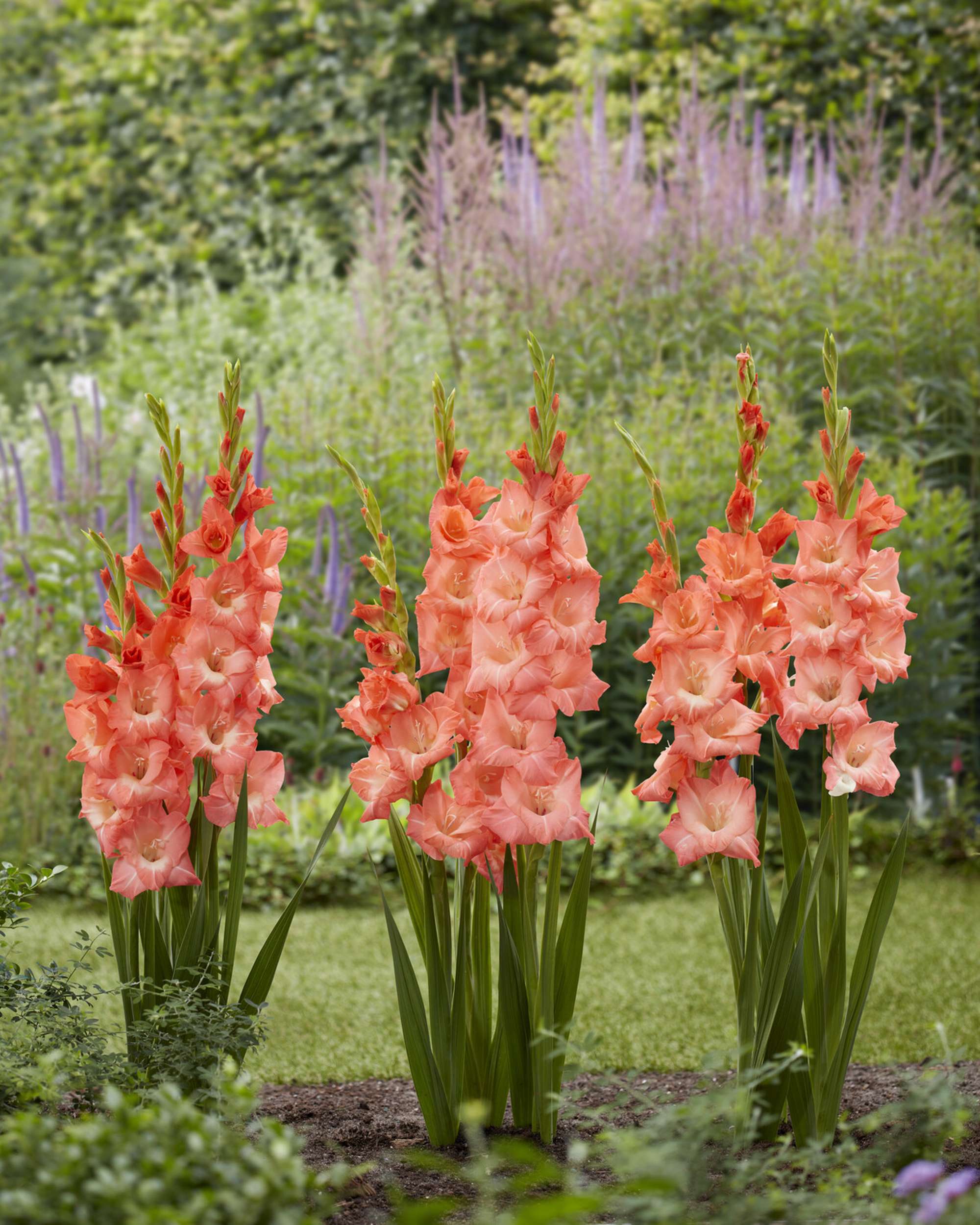 'Gladiolus 'Lia'